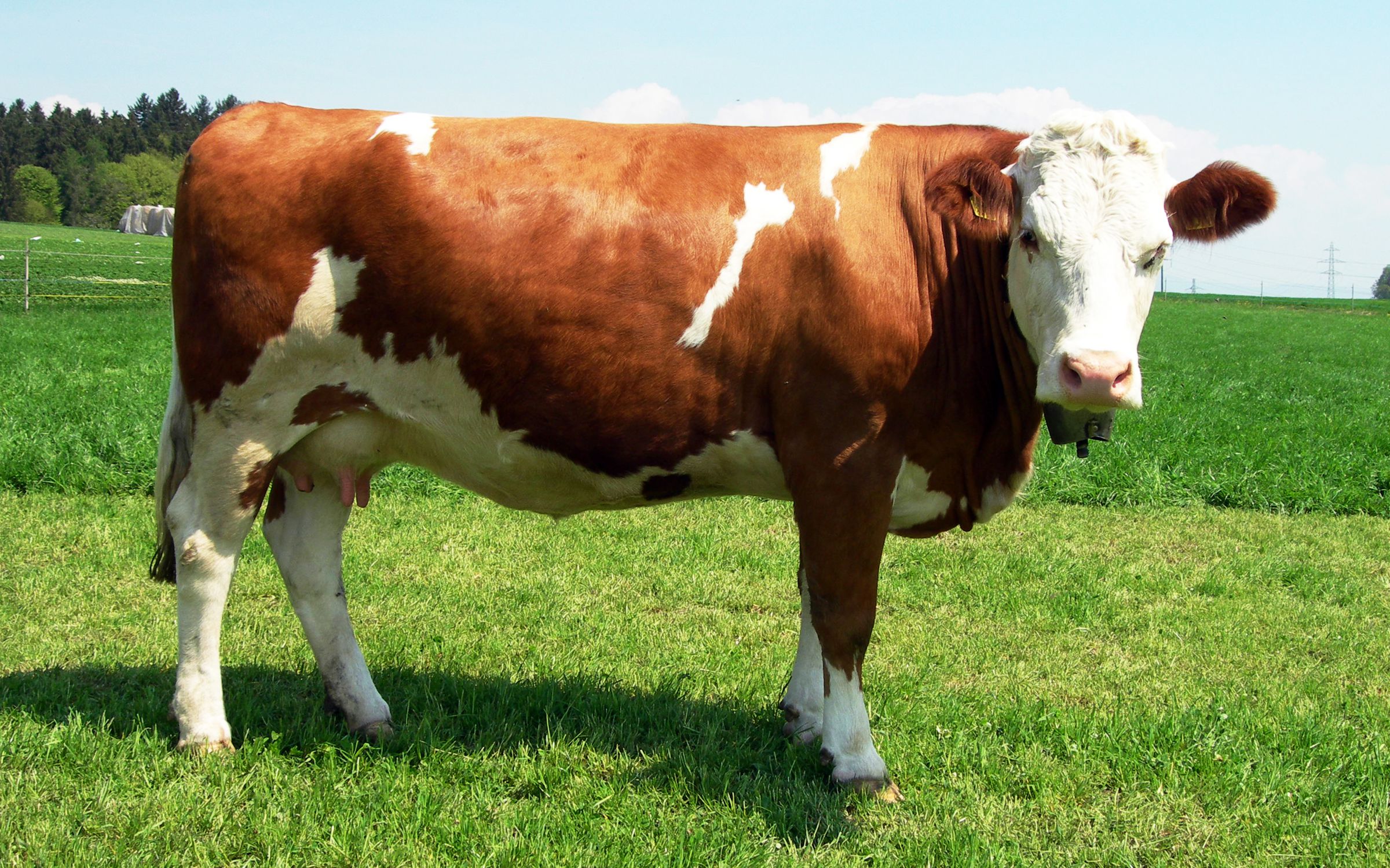 BŒUF SIMMENTAL