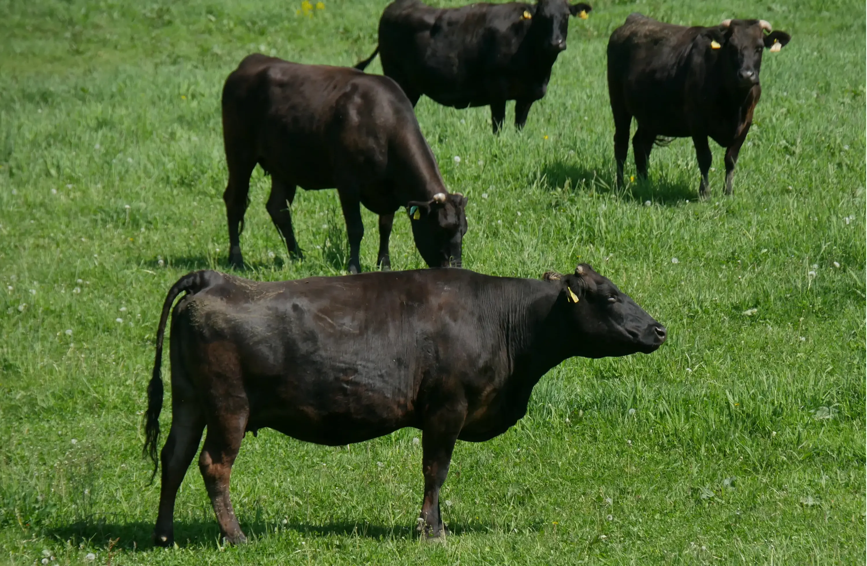 Le WAGYU ou BŒUF de KOBÉ